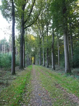 Vagevuurbos en Lippensgoed-Bulskampveld (België)